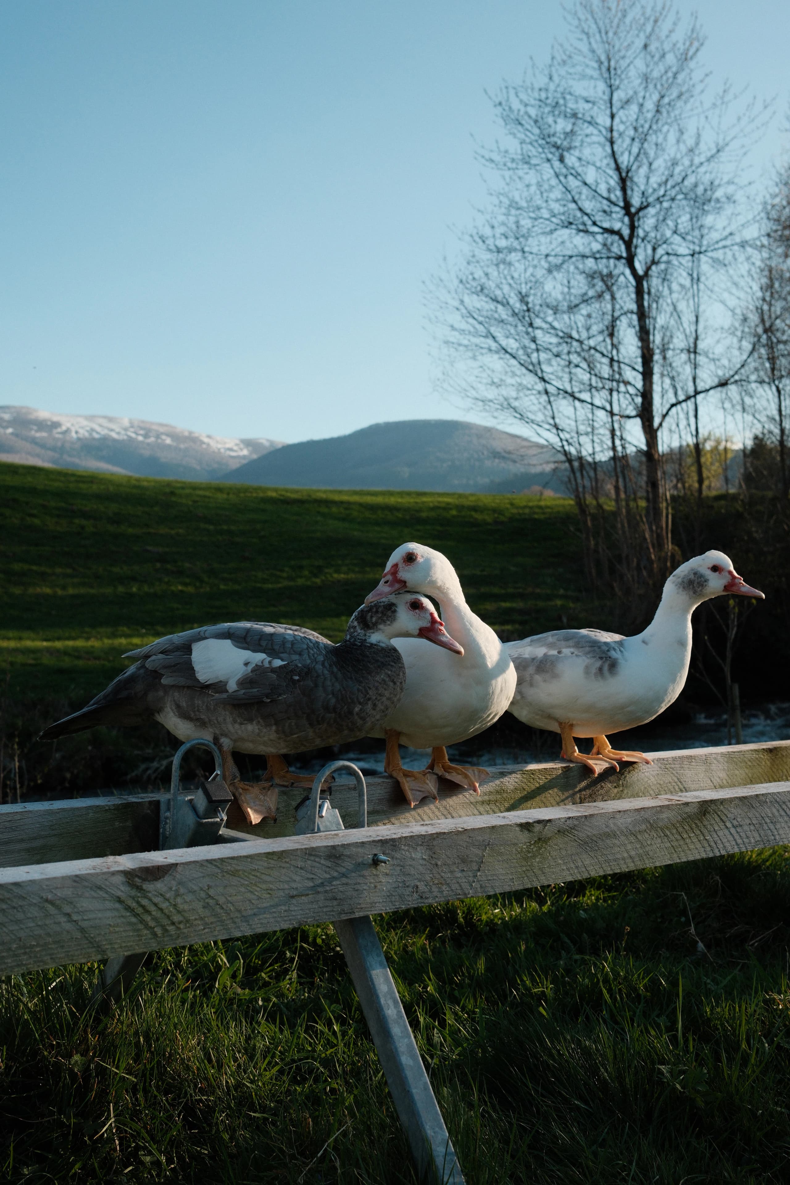 Muscovy love.