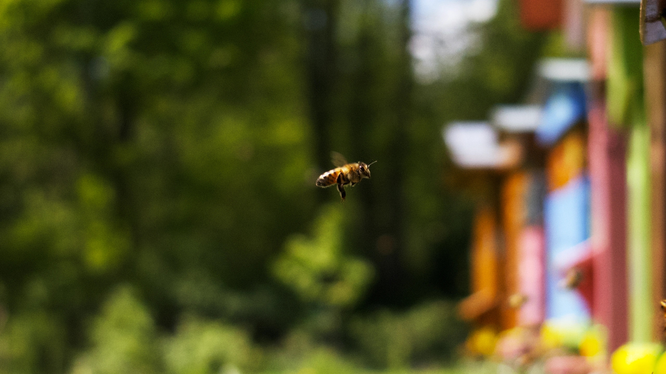 A bee returning to the hive in my parents' garden