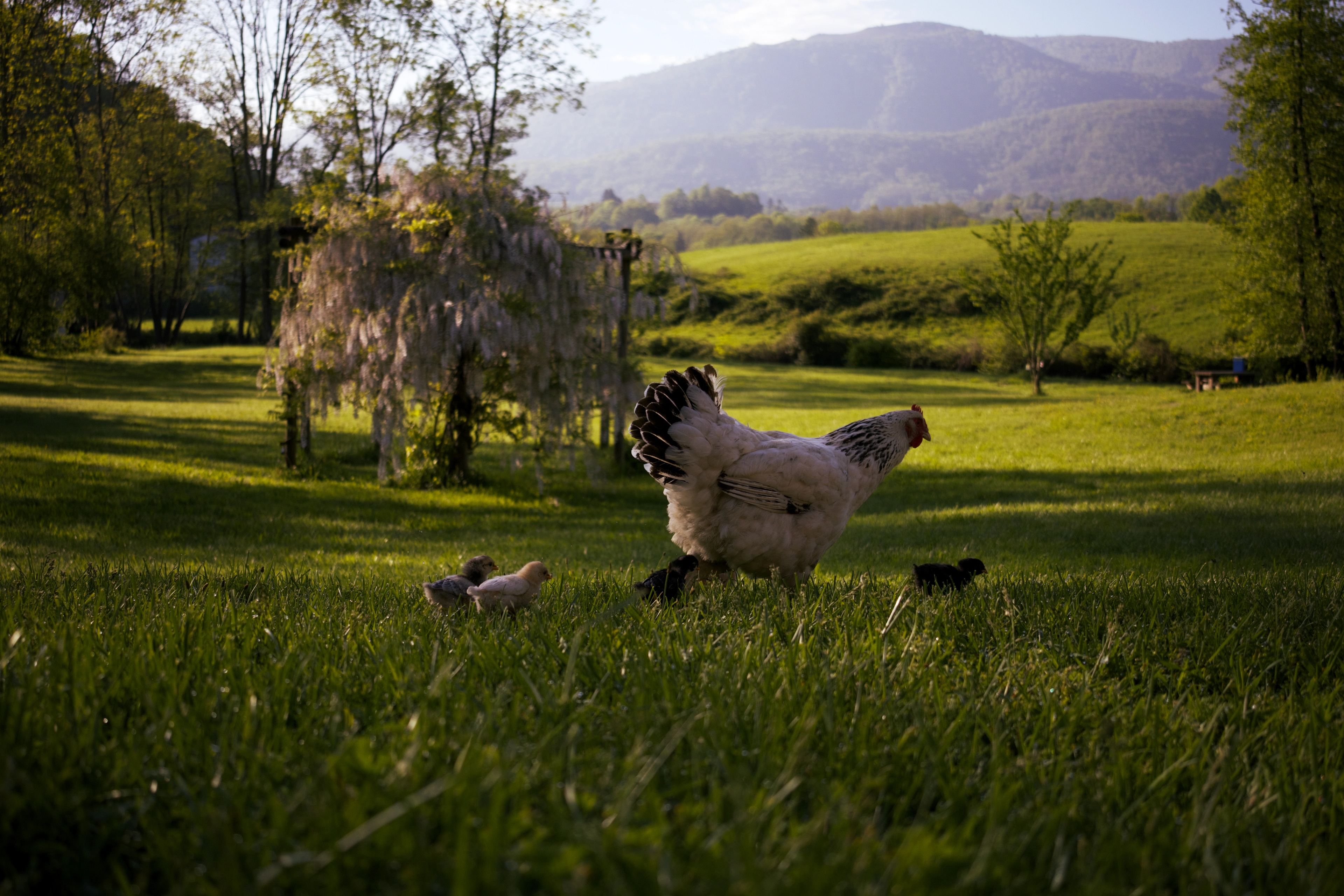 A hen and her chicks at my parents' house