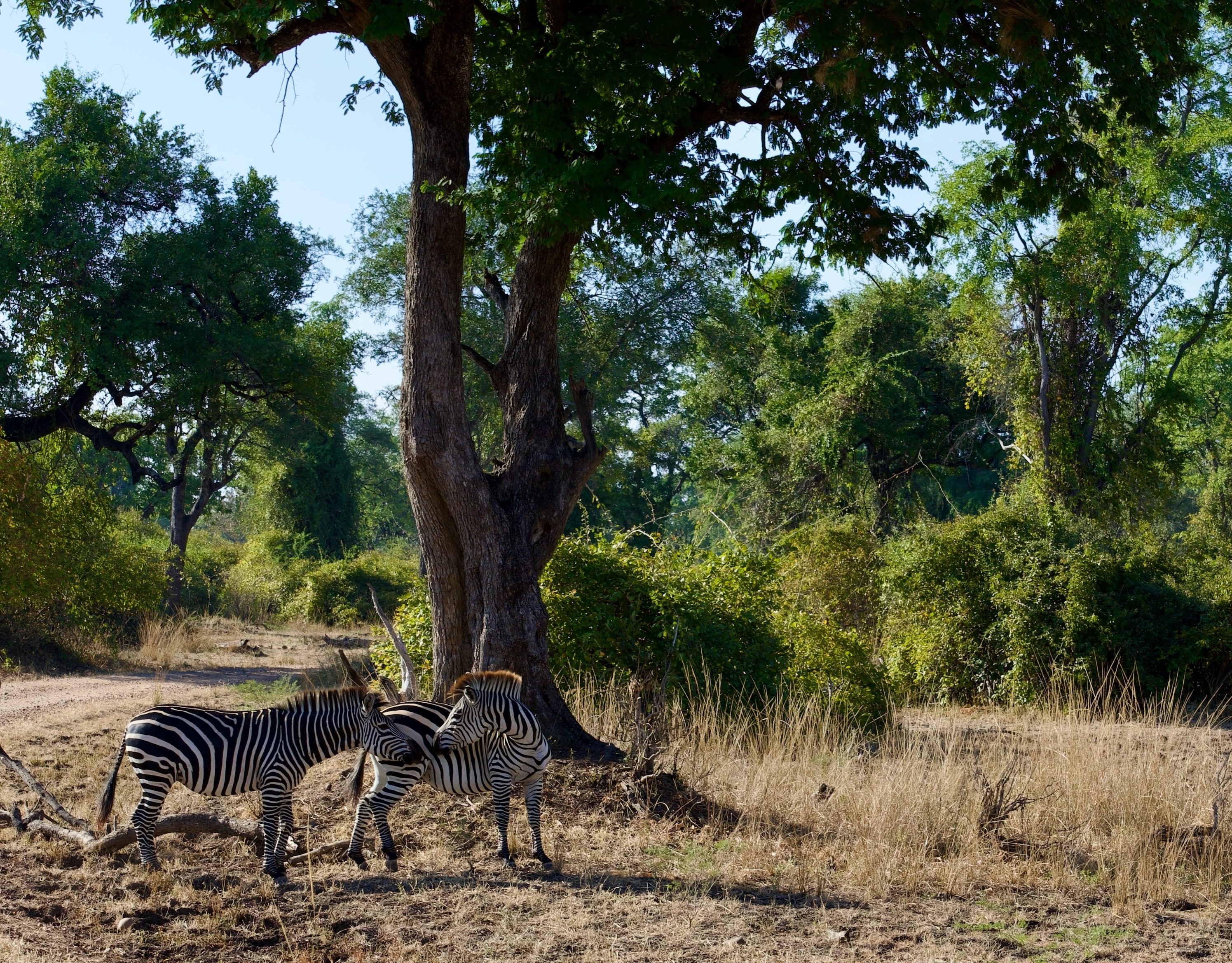 Zebra kiss in the heart of the wildlife reserve